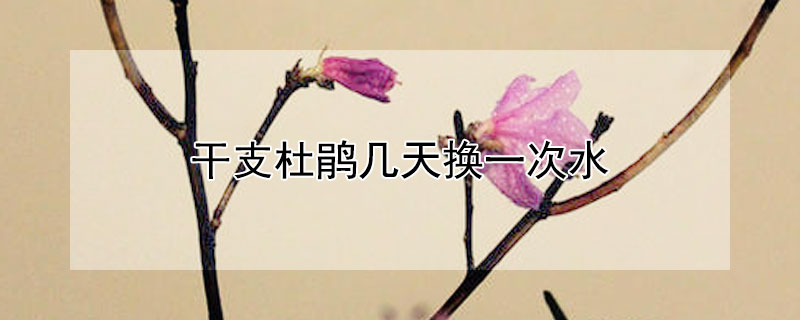 干支杜鹃几天换一次水（干支杜鹃几天换一次水啊）