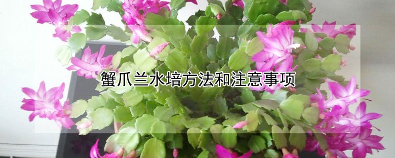 蟹爪兰水培方法和注意事项（蟹爪兰水培多久生根）