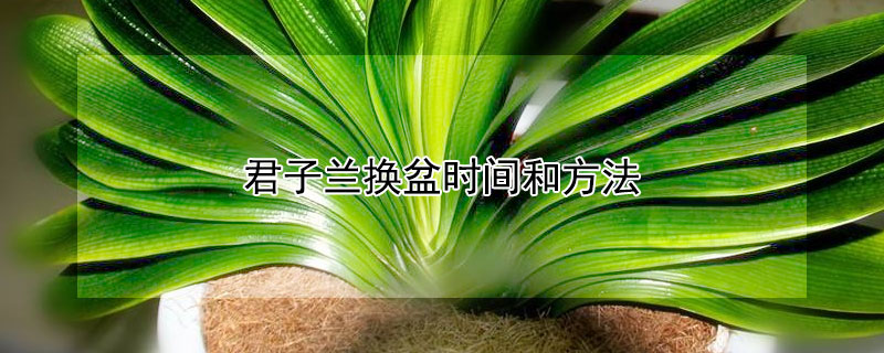 君子兰换盆时间和方法 君子兰换盆时间和方法怎么用白糖生根