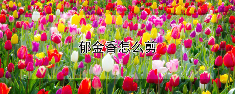 郁金香怎么剪 郁金香怎么剪根