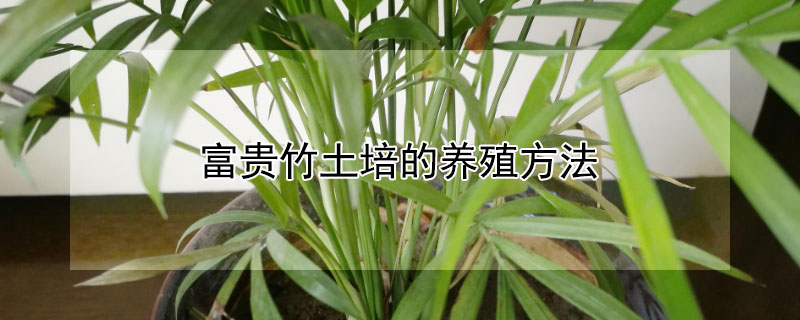富贵竹土培的养殖方法 富贵竹土培的养殖方法视频