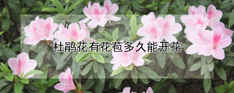 杜鹃花有花苞多久能开花（杜鹃花有花苞多久能开花啊）