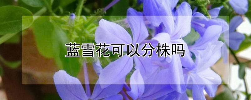 蓝雪花可以分株吗 蓝雪花可以分株吗图片