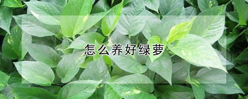 怎么养好绿萝 怎么养好绿萝又大又肥