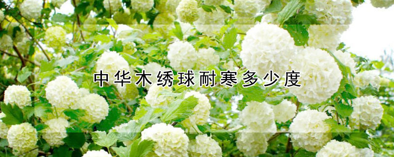 中华木绣球耐寒多少度（中华木绣球一年开几次花）