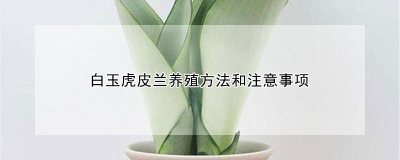 白玉虎皮兰养殖方法和注意事项 白玉虎皮兰的寓意和象征