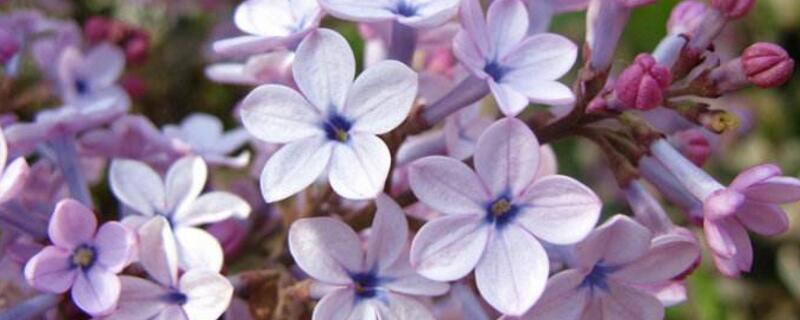 五瓣丁香的花语（五瓣丁香的花语是什么花）