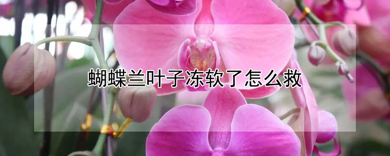 蝴蝶兰叶子冻软了怎么救（蝴蝶兰叶子冻后复活）