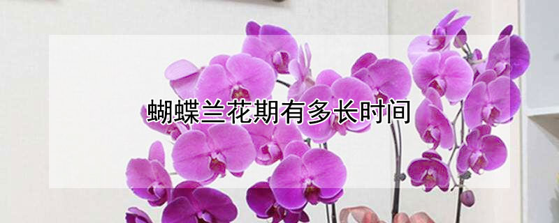 蝴蝶兰花期有多长时间 蝴蝶兰花期有多长时间?几天?