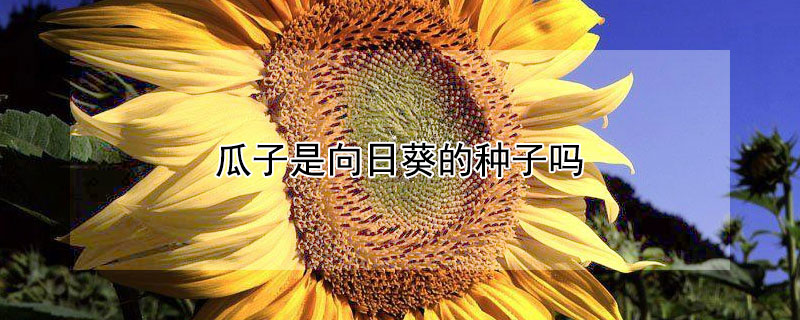 瓜子是向日葵的种子吗 向日葵瓜子图片