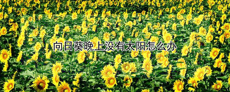 向日葵晚上没有太阳怎么办 向日葵晚上没有太阳怎么办呀