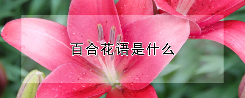 百合花语是什么 百合花语是什么意思 寓意