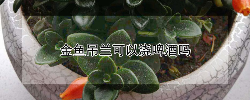 金鱼吊兰可以浇啤酒吗 金鱼吊兰可以浇啤酒吗