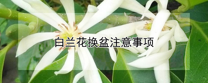白兰花换盆注意事项 白兰花换盆注意事项有哪些