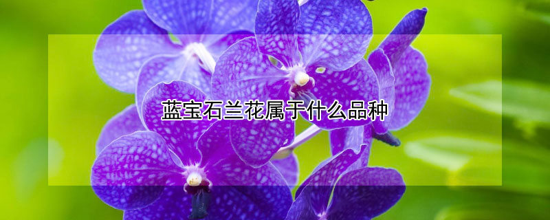 蓝宝石兰花属于什么品种 蓝宝石兰花属于什么品种的