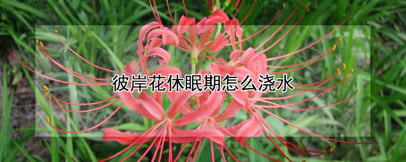 彼岸花休眠期怎么浇水 彼岸花休眠期怎么浇水好