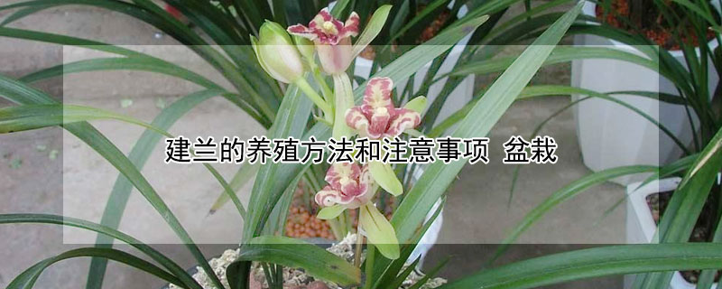 建兰的养殖方法和注意事项 建兰的养殖方法和注意事项 盆栽铁树