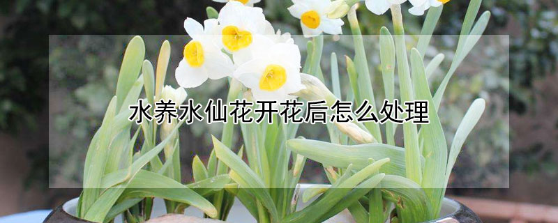 水养水仙花开花后怎么处理（水养水仙花开花后怎么处理最好）