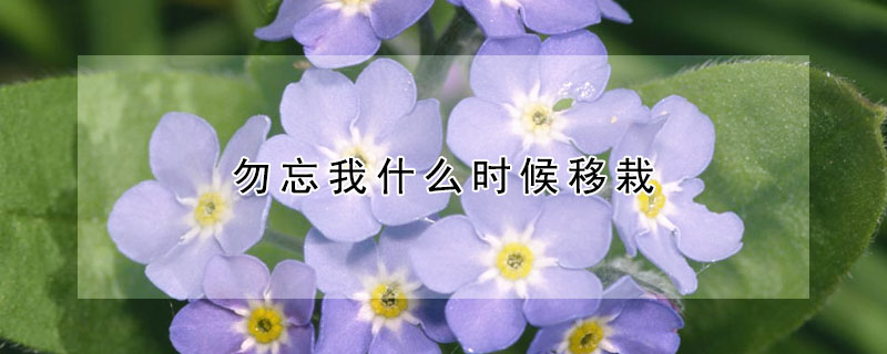 勿忘我什么时候移栽 勿忘我什么时候种