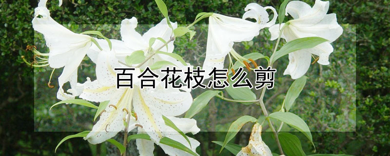 百合花枝怎么剪 百合花枝怎么剪枝视频