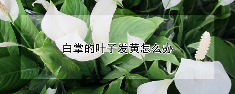 白掌的叶子发黄怎么办（白掌的叶子发黄怎么办视频）