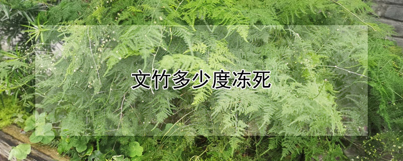 文竹多少度冻死 文竹多少度冻死最好
