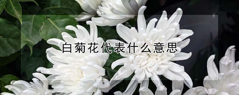白菊花代表什么意思（送黄白菊花代表什么意思）