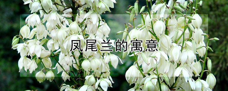 凤尾兰的寓意 凤尾兰的寓意和象征