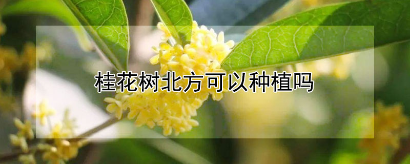 桂花树北方可以种植吗（桂花树北方可以种植吗冬天）
