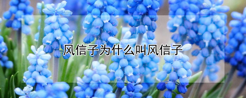 风信子为什么叫风信子 为啥叫风信子
