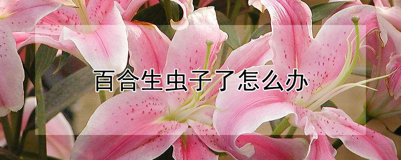 百合生虫子了怎么办 百合长虫了怎么处理