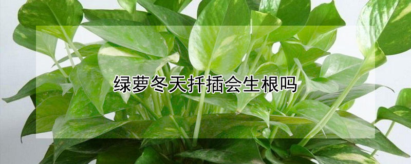 绿萝冬天扦插会生根吗（绿萝冬天扦插会生根吗视频）