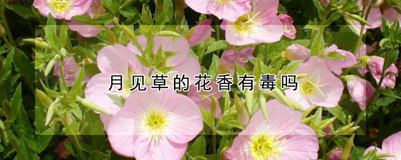 月见草的花香有毒吗 月见草的香味