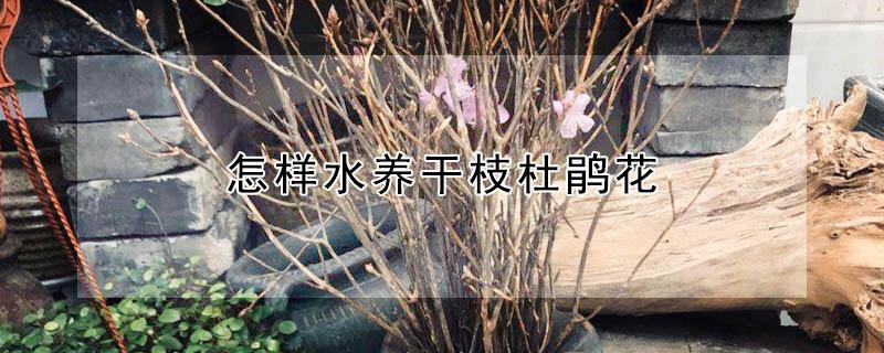 怎样水养干枝杜鹃花（干枝杜鹃怎么泡水）