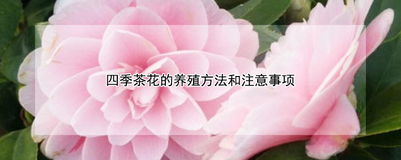四季茶花的养殖方法和注意事项 四季茶花的养殖方法和注意事项冬季