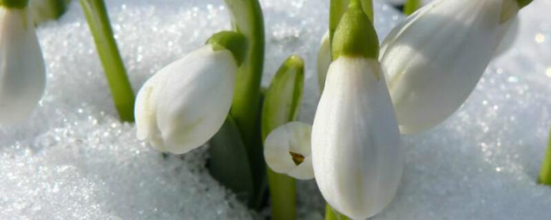 雪滴花的含义（雪滴花的花语和象征）