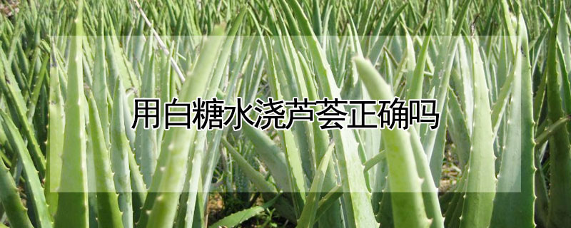 用白糖水浇芦荟正确吗（用白糖水浇芦荟正确吗视频）