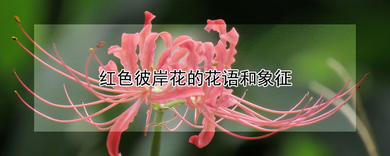 红色彼岸花的花语和象征（红色彼岸花象征着什么意思）