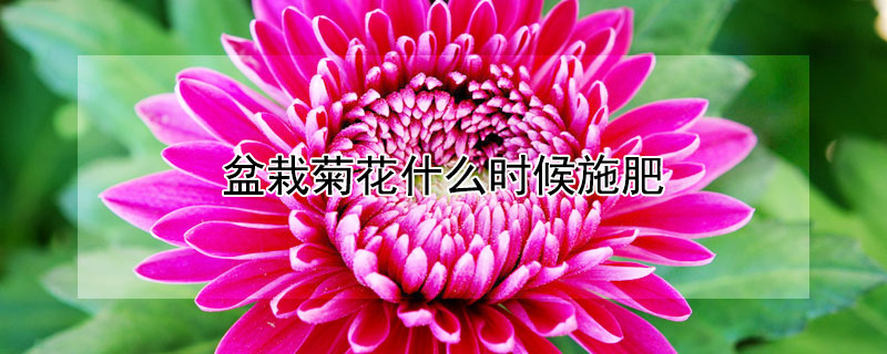 盆栽菊花什么时候施肥（盆栽菊花什么时候施肥最好）