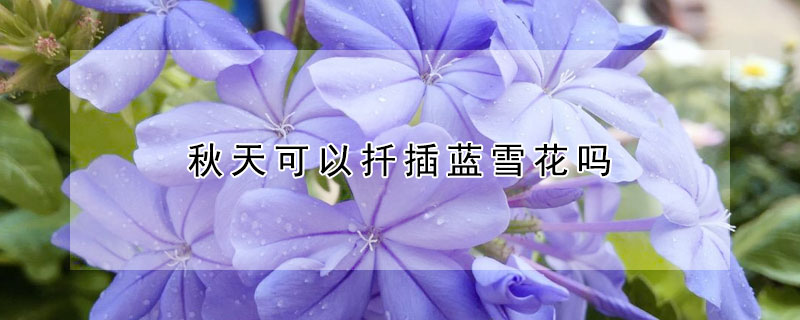 秋天可以扦插蓝雪花吗（立秋后蓝雪花可以修剪吗）