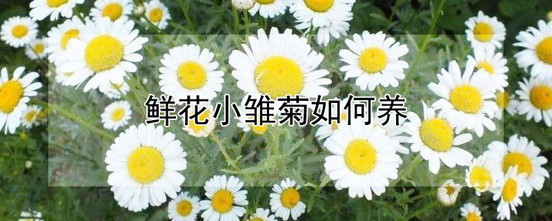 鲜花小雏菊如何养（鲜花小雏菊怎么养护）