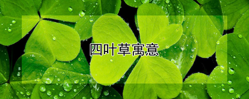 四叶草寓意 四叶草项链的寓意和象征