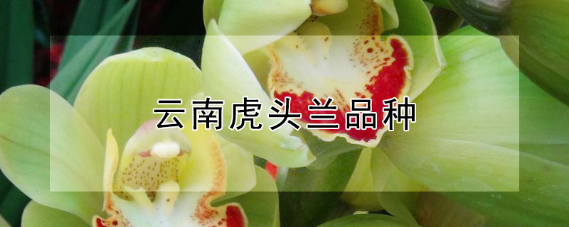 云南虎头兰品种（云南虎头兰品种有哪些）