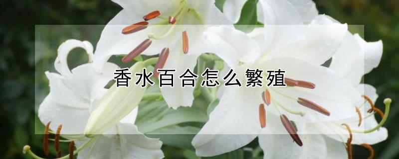 香水百合怎么繁殖（香水百合怎么繁殖新种球）
