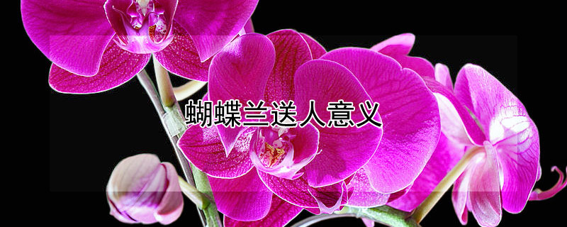 蝴蝶兰送人意义（蝴蝶兰送人意义是什么）