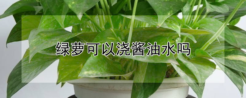 绿萝可以浇酱油水吗 绿萝可不可以浇酱油水