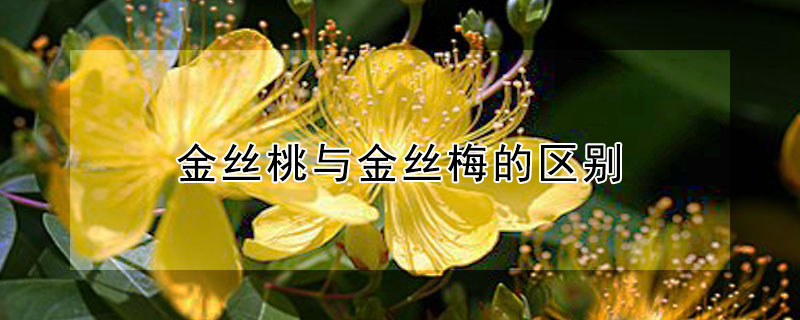金丝桃与金丝梅的区别（金丝桃与金丝梅的区别图片）