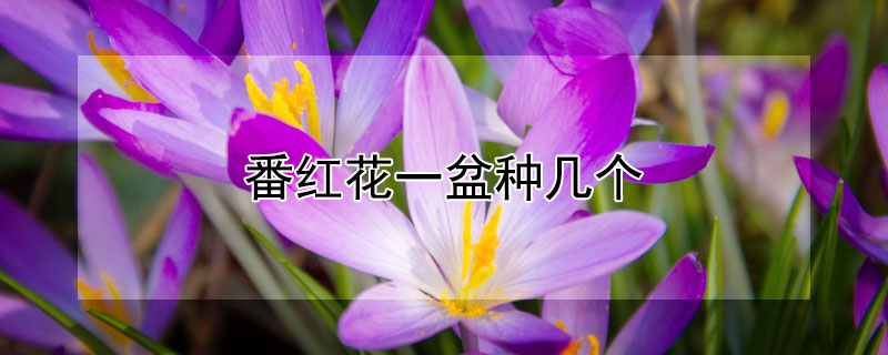 番红花一盆种几个 番红花种多久开花