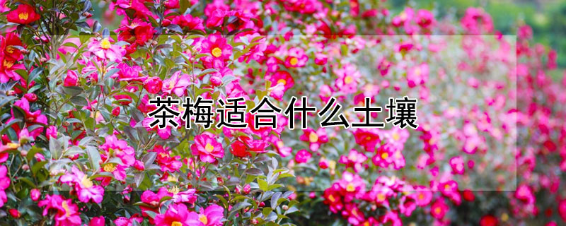 茶梅适合什么土壤（茶梅适合什么土壤生长）