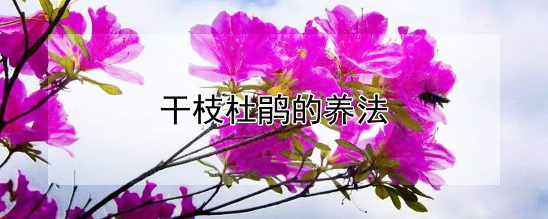 干枝杜鹃的养法 干枝杜鹃的养法和管理